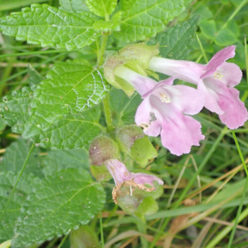 Melitte Melyssophyllum
