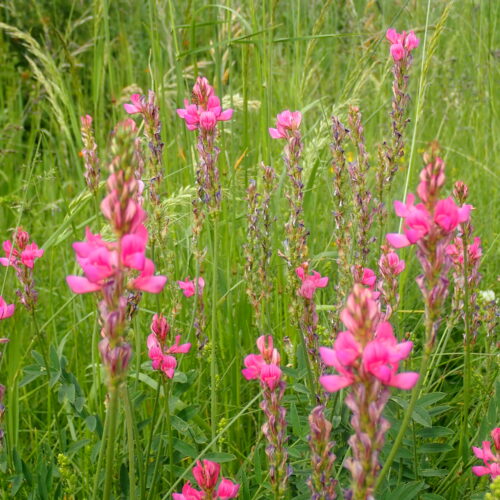 Onobrychis Sp Col Du Fanget 15 06 25