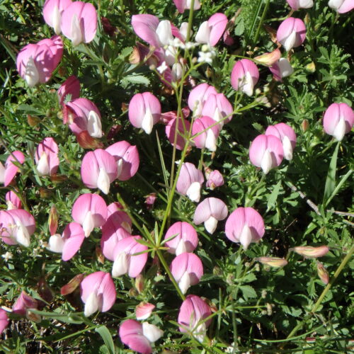 Ononis Cristata Bugrane Du Mont Cenis2