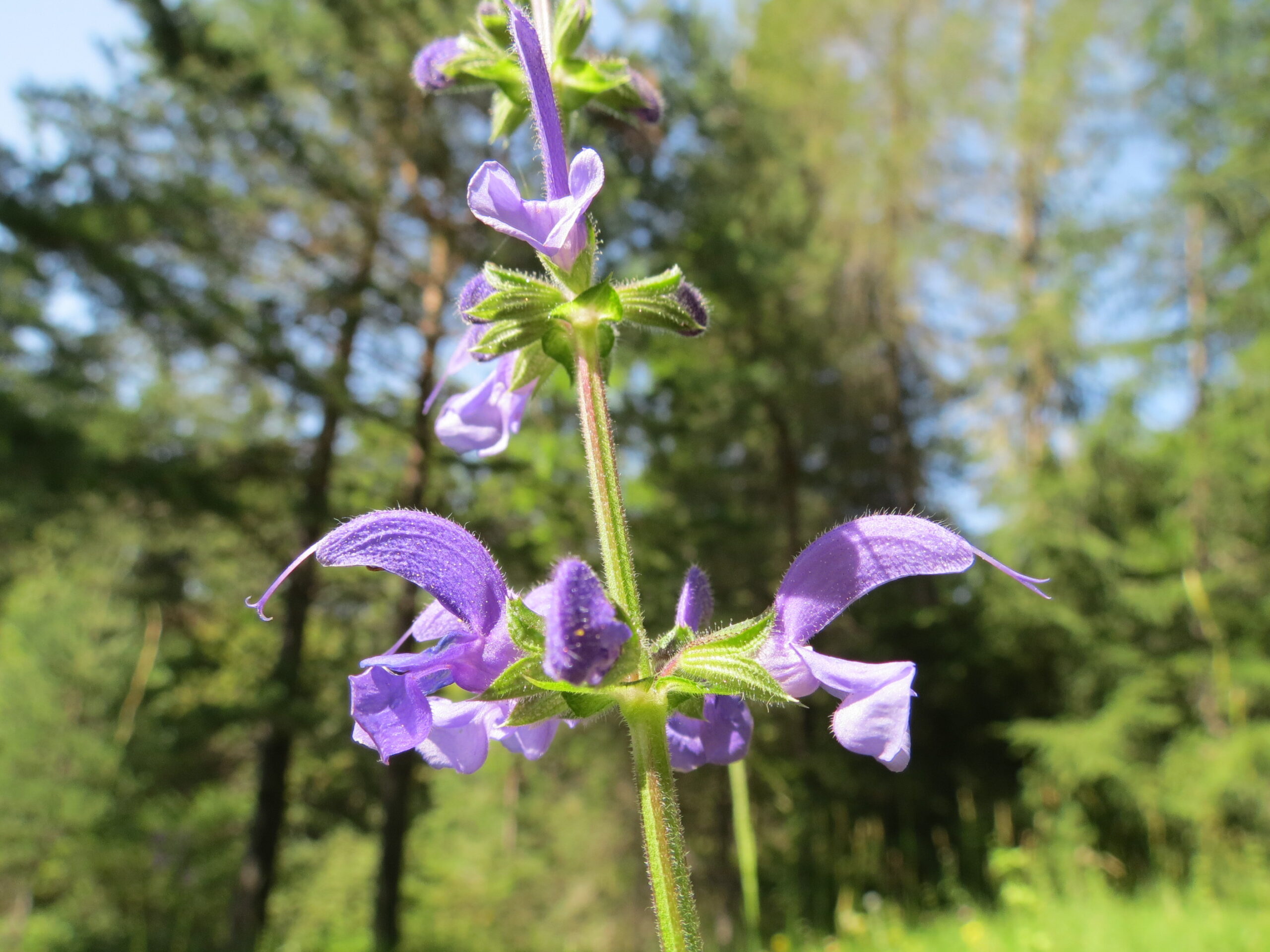 Salvia Pratensis Sauge Des Pres