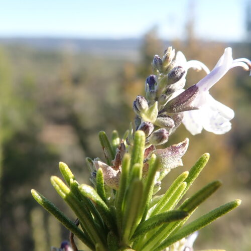 Salvia Rosmarinus Lurs 3 2 252