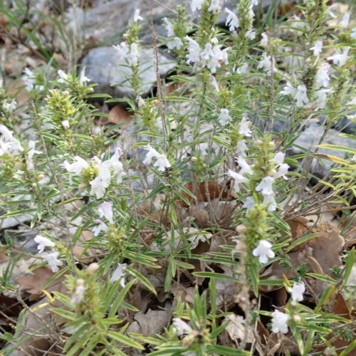 Satureja Montana
