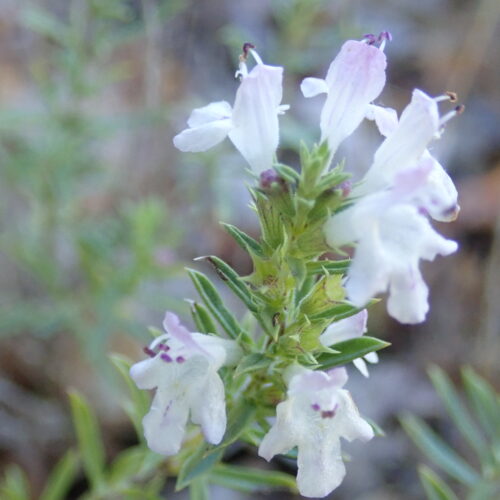 Satureja Montana Vallee Du Largue 29 9 24 Macro