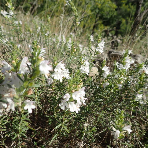 Satureja Montana Vallee Du Largue 29 9 241