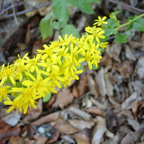 Solidago Virgaurea