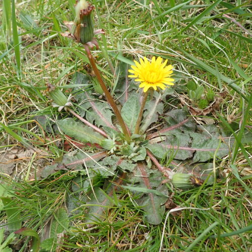 Taraxacum Obovatum Differents Stades Des Fleurs