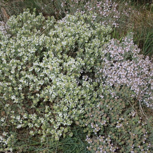 Thymus Vulgaris 2 Sisteron 22 4 25