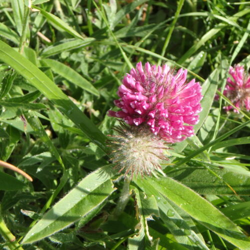 Trifolium Alpestre
