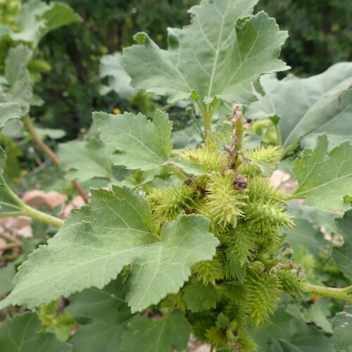 Xanthium Strumarium Vallee Du Largue 12 9 25