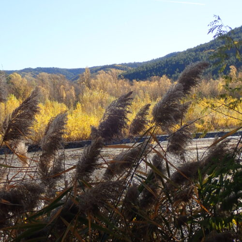 11 Phragmites Australis Mallemoisson 28 10 25