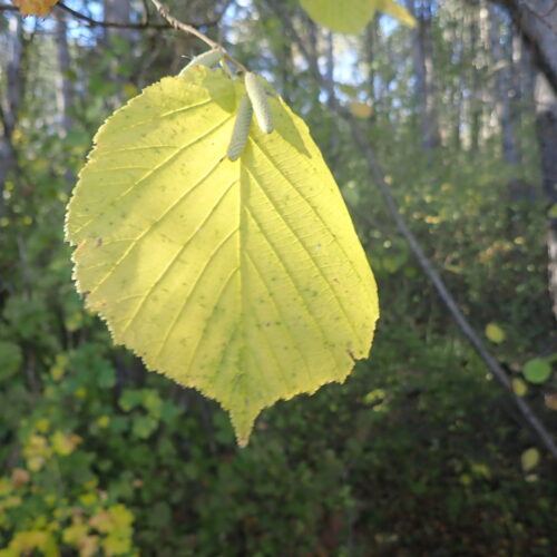 16 Corylus Avellana Mallemoisson 28 10 25