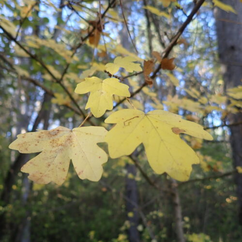 17 Acer Campestre Mallemoisson 28 10 25