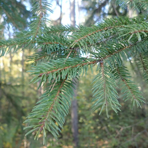 18 Picea Abies Mallemoisson 28 10 25