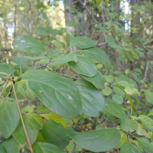 20 Rhamnus Cathartica Mallemoisson 28 10 25