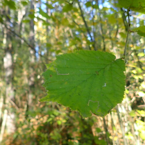 21 Coryllus Avellana Mallemoisson 28 10 25