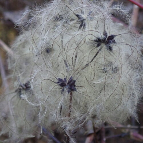 26 Clematis Vitalba Fruit Mallemoisson 28 10 25