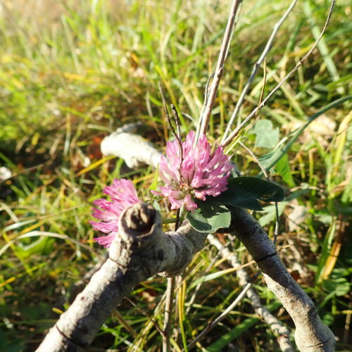 31 Trifolium Campestre Mallemoisson 28 10 25