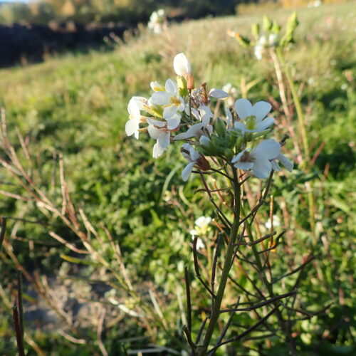 33 Diplotaxis Erucifolia Mallemoisson 28 10 25