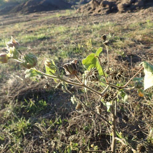 34 Abutilon Theophrasti Abutilon DAvicenne Mallemoisson 28 10 25