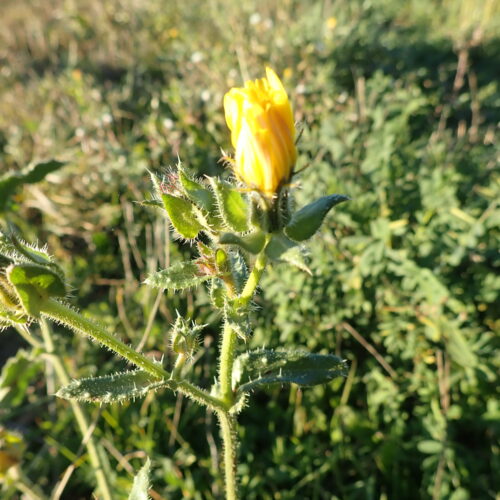 35 Helminthotheca Echioides Picride Fausse Viperine Mallemoisson 28 10 25