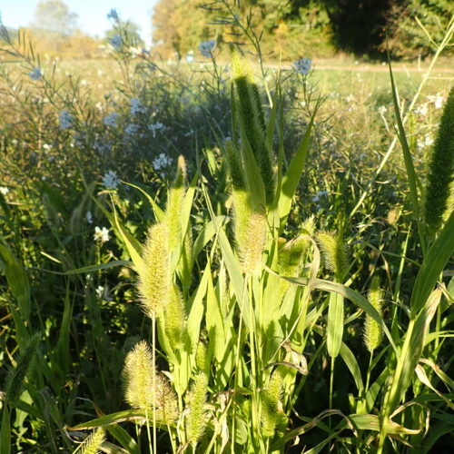 36 Setaria Italica Millet DItalie Mallemoisson 28 10 25