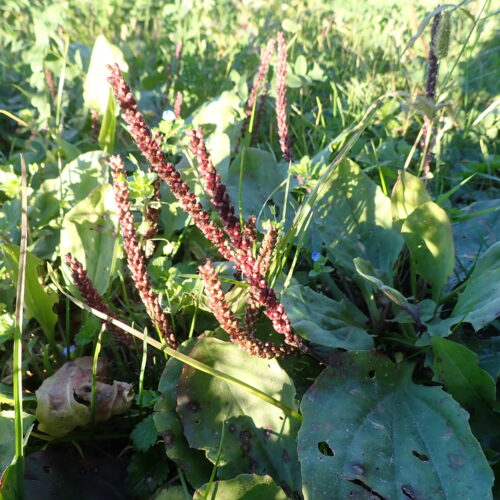 37Mallemoisson Plantago Major 28 10 25