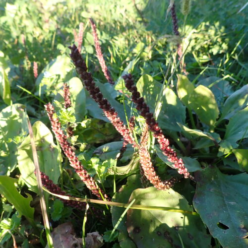 38 Plantago Major Mallemoisson 28 10 25
