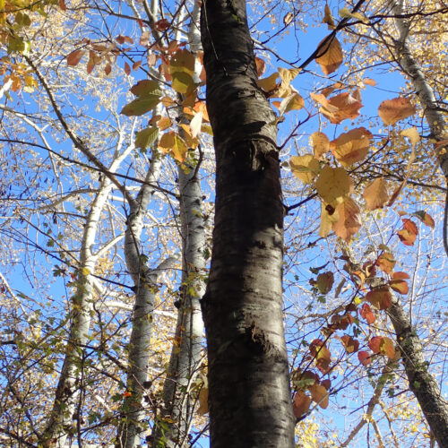 3Mallemoisson 28 10 25