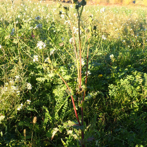 41Mallemoisson 28 10 25