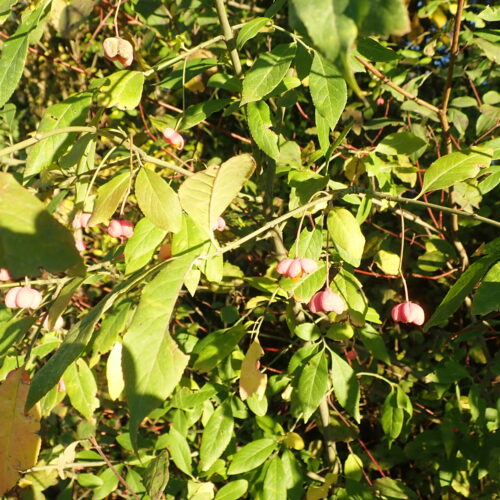 42Mallemoisson 28 10 25