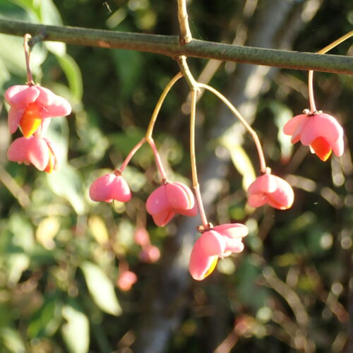 43 Euonymus Europaeus Fusain DEuropeMallemoisson 28 10 25