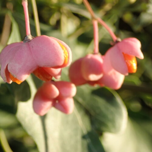 44Mallemoisson 28 10 25