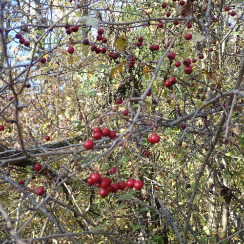 4Mallemoisson 28 10 25