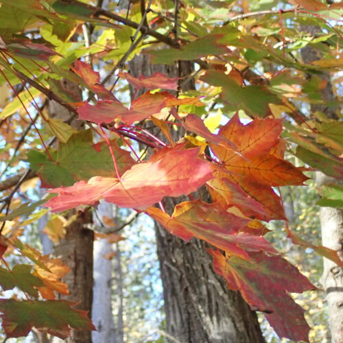 6 Acer Platanoides Mallemoisson 28 10 25