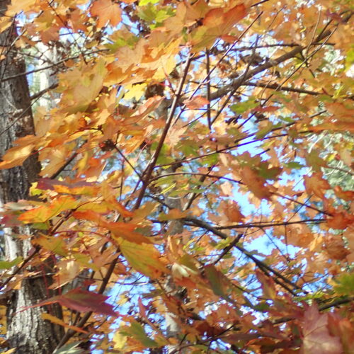 7 Populus Albas Mallemoisson 28 10 25