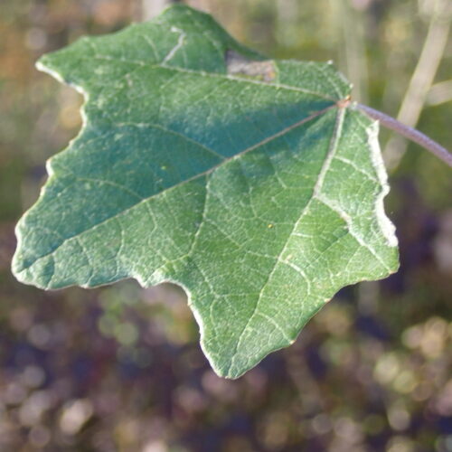8 Populus Alba Mallemoisson 28 10 25