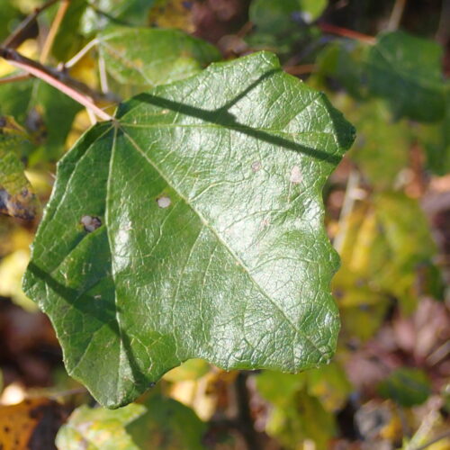 9Mallemoisson 28 10 25