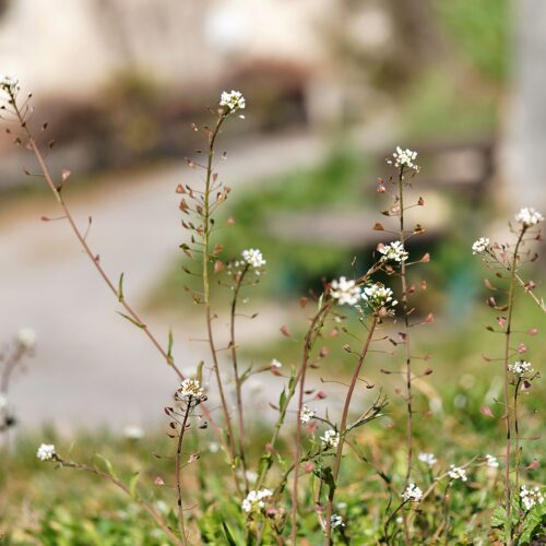 Capsella Bursa Pastoris En Fleurs