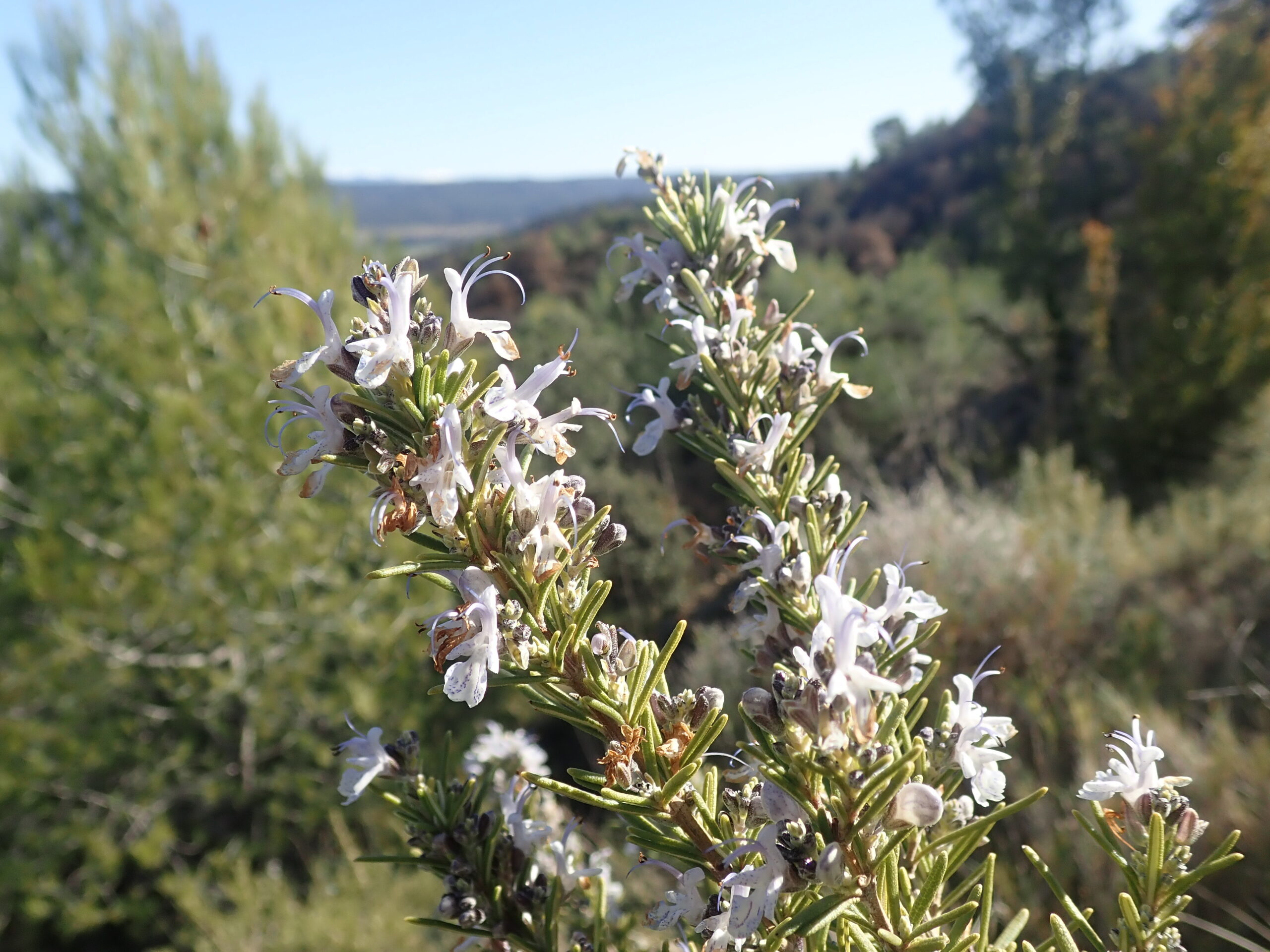 Salvia Rosmarinus Lurs 3 2 25