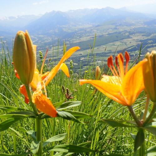 Lilium Bulbiferum Var. Croceum Pic De Gleize 21 06 252