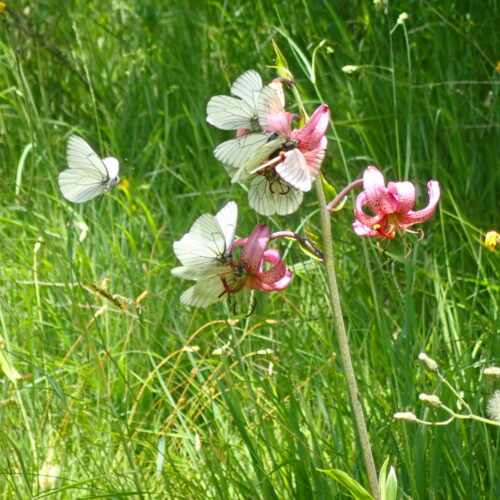 Lilium Martagon Pollenise2