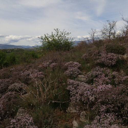 Thymus Vulgaris Sisteron 22 4 25