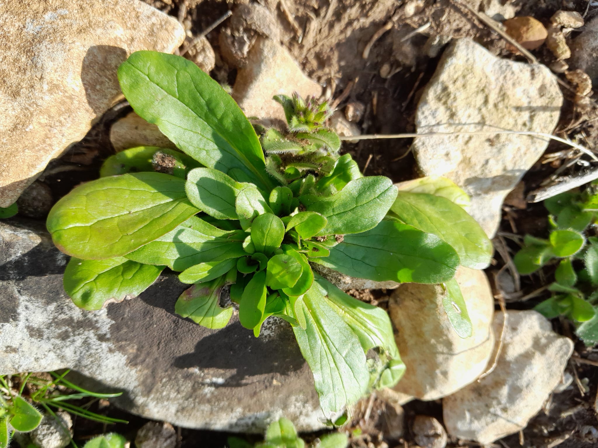 Valerianella Sp Doucette