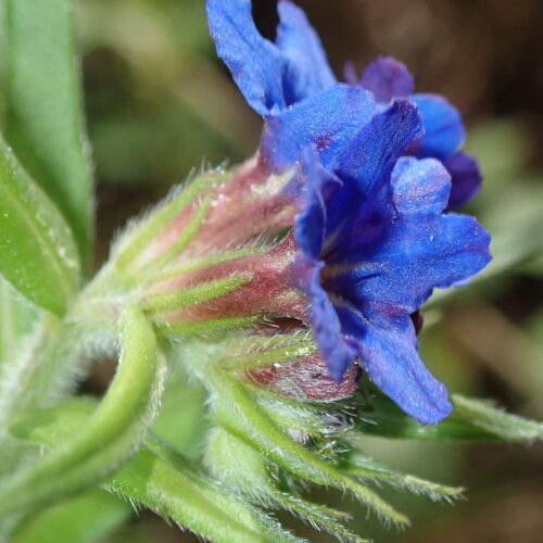 Aegonychon Purpurocaeruelum Gremil Bleu Pourpre Dauphin 20 04 252