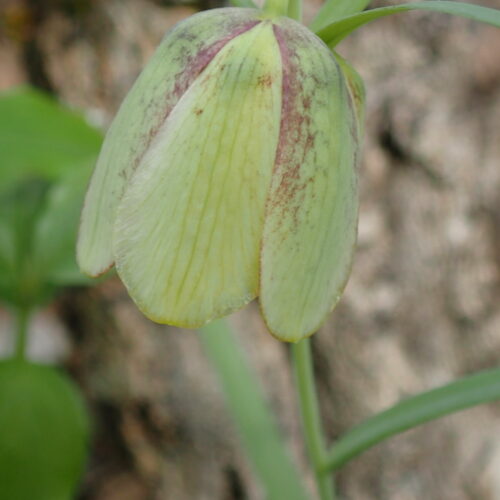 Fritillaria Involucrata Dauphin 20 4 258