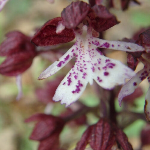 Orchis Purpurea 15