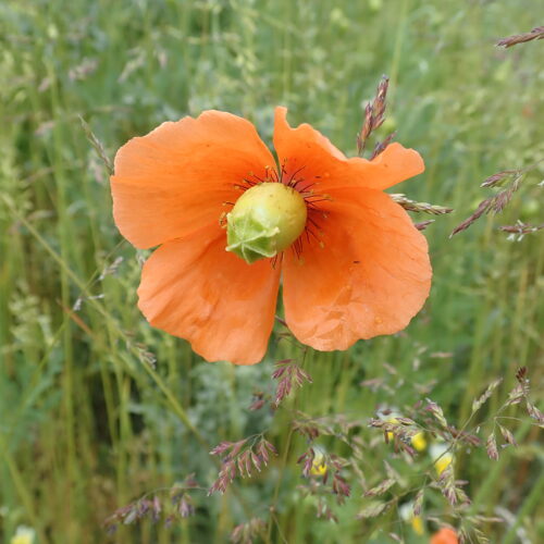 Papaver Dubium Col Du Fanget 15 06 25