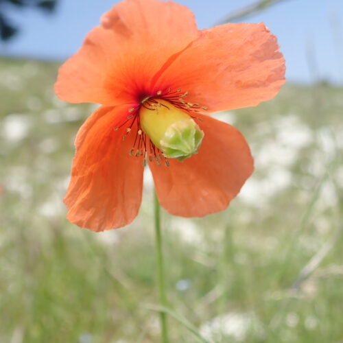 Papaver Dubium Lure 15 06 25