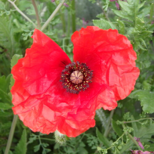 Papaver Rhoeas Coquelicot