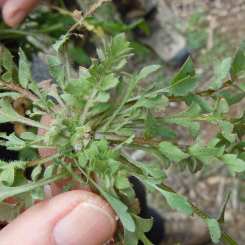Papaver Rhoeas Rosette
